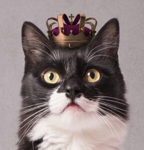 sovereign-cat-wearing-crown