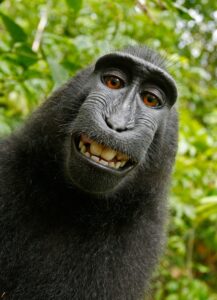 Ape Selfie - Ruled public domain since the animal took the photo itself. (No kidding)